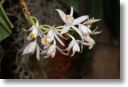 Neu-Ulmer Orchideentage 2012 101.jpg